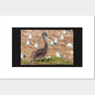 Brown Pelican Posters and Art